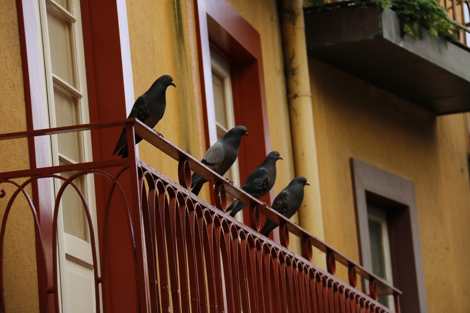 Importance of Pigeon Prevention Nets
