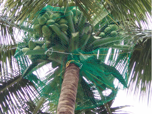 Coconut Tree Safety Nets
