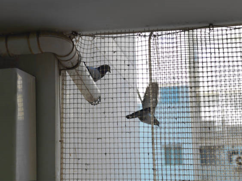 Pigeon Net for  Windows